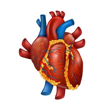 Healthy Realistic Human Heart Vector Illustration 