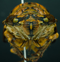 Cicada preserved with entomological pins