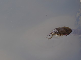 freshwater snake showing forked tongue