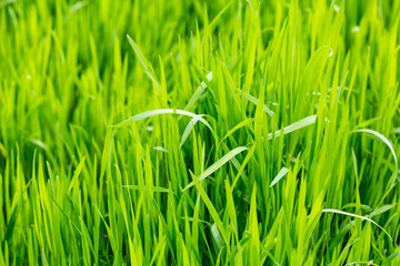 Fototapeta na wymiar meadow grass close-up. Green field grass in the sun. Green herbal background.