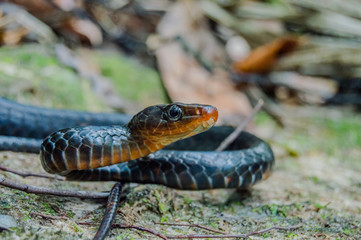Chironius scurrulus in San José del Guaviare, Colombia