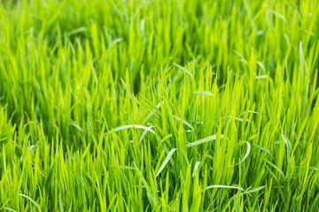 meadow grass close-up. Green field grass in the sun. Green herbal background.