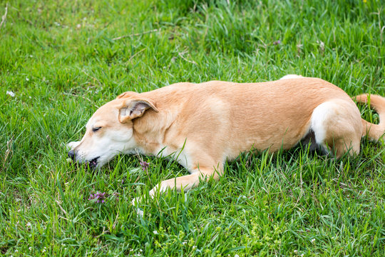 Why Do Dogs Roll in the Grass? Decoding Your Canine Companion's Behavior Find out the top reasons why dogs love to roll in the grass. Get tips on how to enhance your furry friend's outdoor experience. Click to know more!