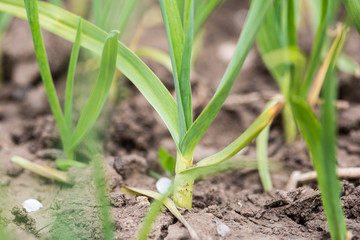 young garlic in the ground. shoots of young garlic close-up on an earthen bed.