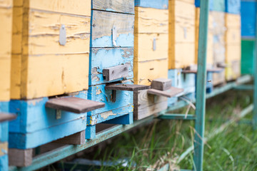Fototapeta na wymiar bee apiary. bee hives. old wooden beehive with bees