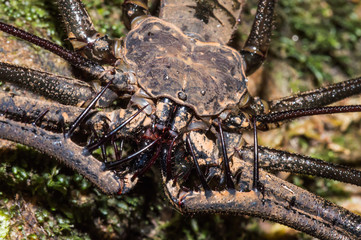 Whip spider at the rainforest of San José del Guaviare, Colombia