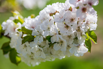 cherry blossom. A cherry tree flowers close-up. Spring flowering of fruit trees.
