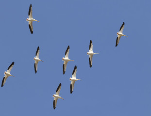 Flock of american white pelicans (Pelecanus erythrorhynchos) flying, Saylorville, Iowa, USA