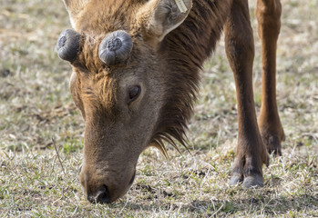 Large bull elk (Cervus canadensis) shed his antlers