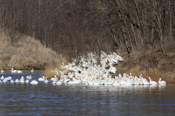 Big Flok Of American White Pelican (Pelecanus erythrorhynchos), Saylorville, Iowa, USA