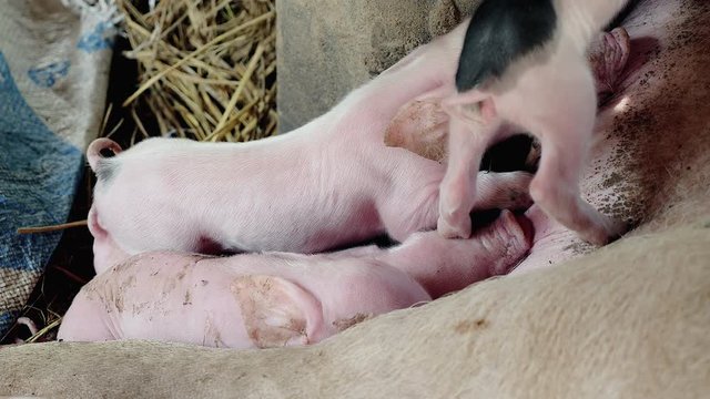 Newborn piglets grasping the sow's teats and fighting to suckle mother's milk ( close up )