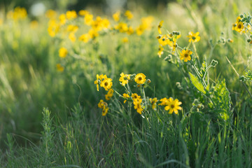 Obraz premium Yellow flowers on a sunny spring day in Texas