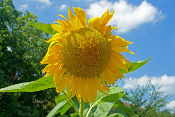 Sunflower on a clear summer's day