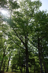 森林