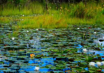 Lilly pads on blue Water