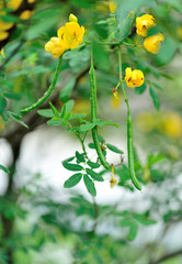 blooming cassia surattensis flowers in spring