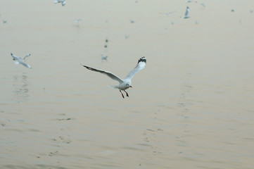 Fototapeta na wymiar Many Seagulls flying at coast in Thailand on sunny afternoon