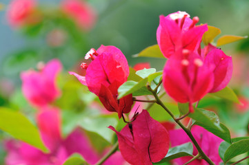 Beautiful blooming bougainvillea flowers in spring after rain