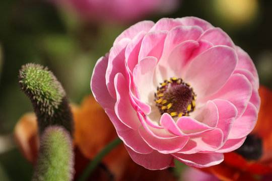 Pink Flower In Bloom