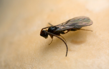 Parasite wasp on mushroom photographed with high magnification