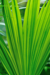 green palm tree in tropical park