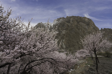 Pink cherry blossum trees with high mountain and blue cloudy sky in Passu Village, Gilgit, Balistan, Pakistan