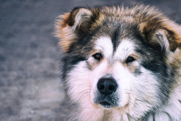 Portrait of a big dog