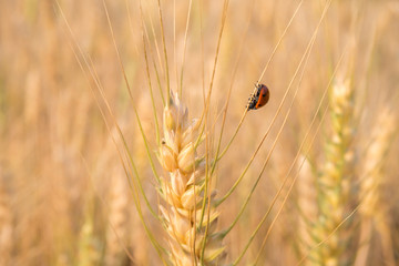 Ladybird in barley field