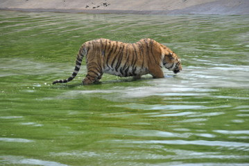 Fototapeta na wymiar Tiger in Harbin, China
