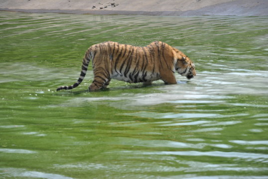 Tiger in Harbin, China