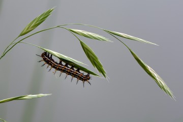 Butterfly larvae from the Taiwan (Acraea issoria formosana) Thin butterfly larvae & pupa.