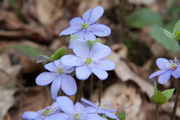 Scilla bithynica (Turkish Squill)
