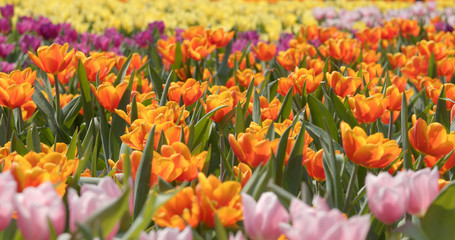 Colorful tulip flower farm
