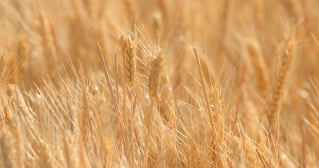 Golden wheat field