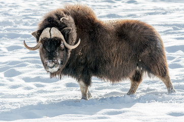 The muskox as big as majestuous