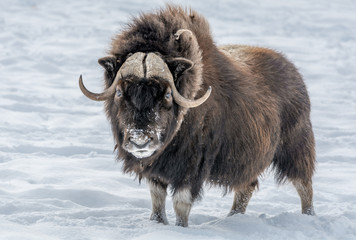 Muskox Looking in Your Eyes