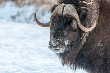 "Hey you, what are you looking at?" said de muskox.