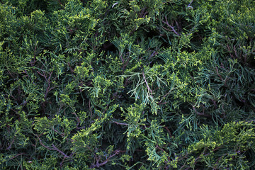 bushes in the park
