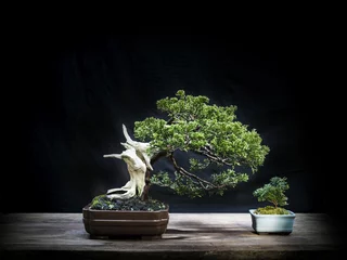 Foto op Canvas Bonsai juniper & Small cypress bonsai © ANUCHA