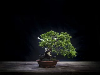  japan bonsai small pot © ANUCHA