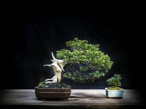 Bonsai juniper & Small cypress bonsai