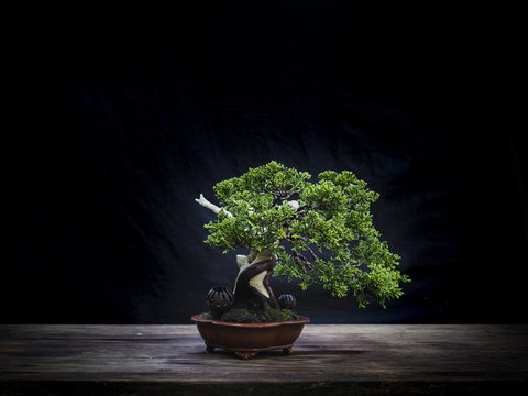 japan bonsai small pot