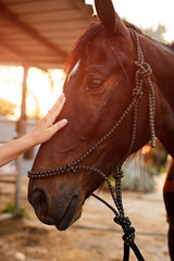 Treating from depression with the help of a horse