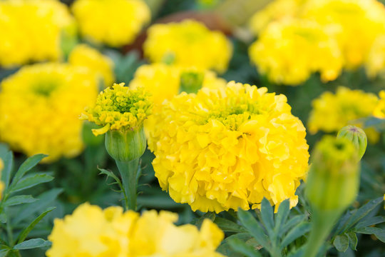 Orange and yellow marigold flowers in garden on summer