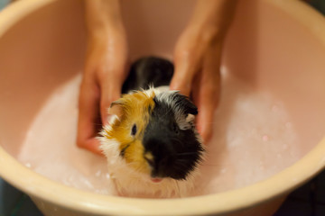selective focus on white, black, orange brown guinea pigs taking a bath in the bath tub. The...