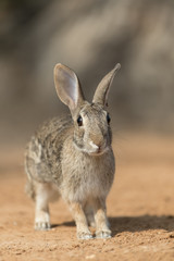 Naklejka na ściany i meble Eastern Cottontail rabbit