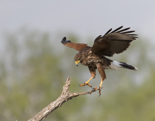 Crested Caracara in Southern Texas USA