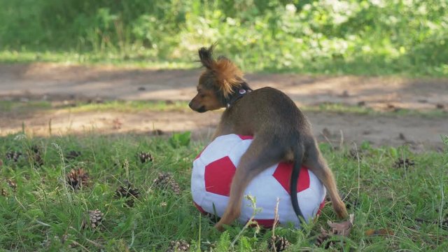 Dog makes funny sex with a toy. A toy is a soccer ball. Legs hang hilariously. Humping dog. Humpy toy terrier.