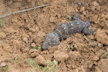 Dead geckos landfill