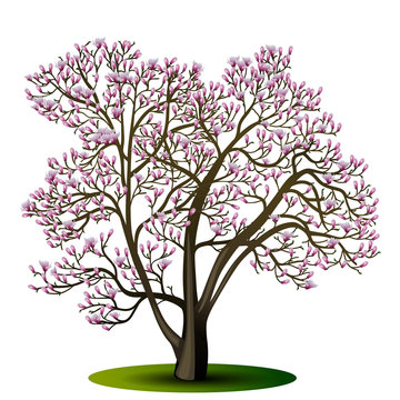 magnolia tree with pink flowers